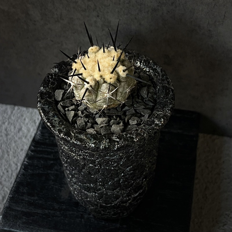 黑王丸 Copiapoa cinerea 龍爪球 降接 嫁接 仙人掌 塊根 多肉植物 在台現貨  一物一拍