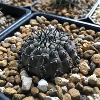 【肉嘟嘟種子】(稀有黑刺鳳頭種子) Gymnocalycium bodenbenderianum 裸萼/仙人掌科 種子