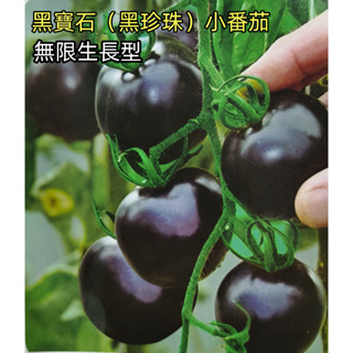 L番茄種子 黑珍珠小番茄種子 原裝大田用種 黑寶石櫻桃番茄