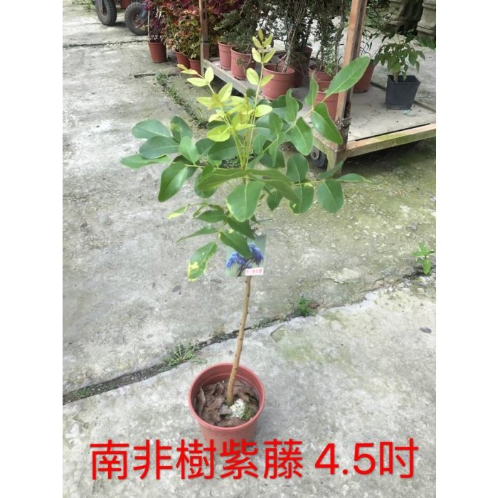 ^花草巷弄^ 5吋盆 // 南非樹紫藤 // 觀賞植物 // 庭園用樹