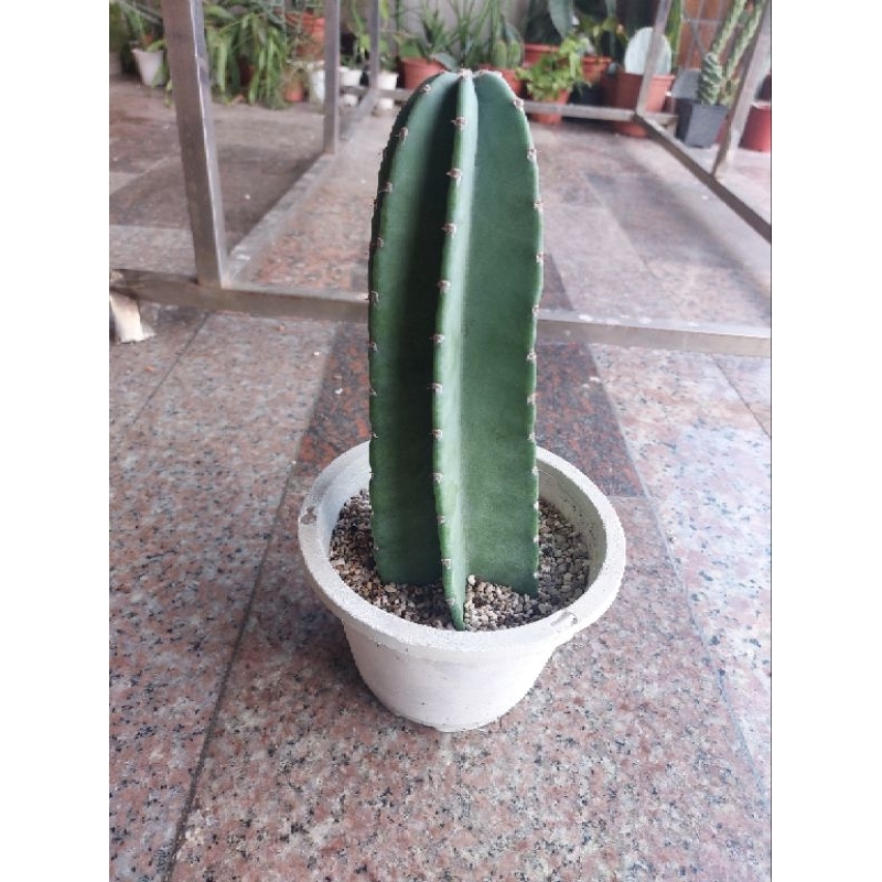 神代仙人掌，目前置於五吋盆（仙人掌植物）🌵🌵🌵