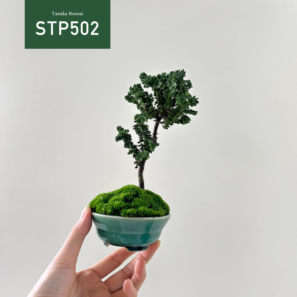 【Tanaka Bonsai】STP502 石化檜盆景｜松柏盆栽