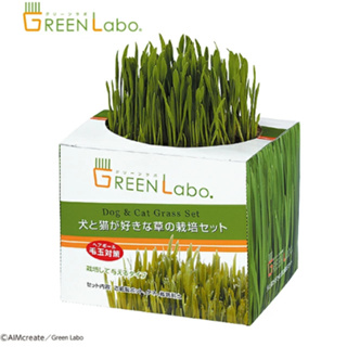 日本 GreenLabo 燕麥盆栽組DIY 新鮮貓草盆栽燕麥種子貓草組合包懶人包易種包 『BABY寵貓館』