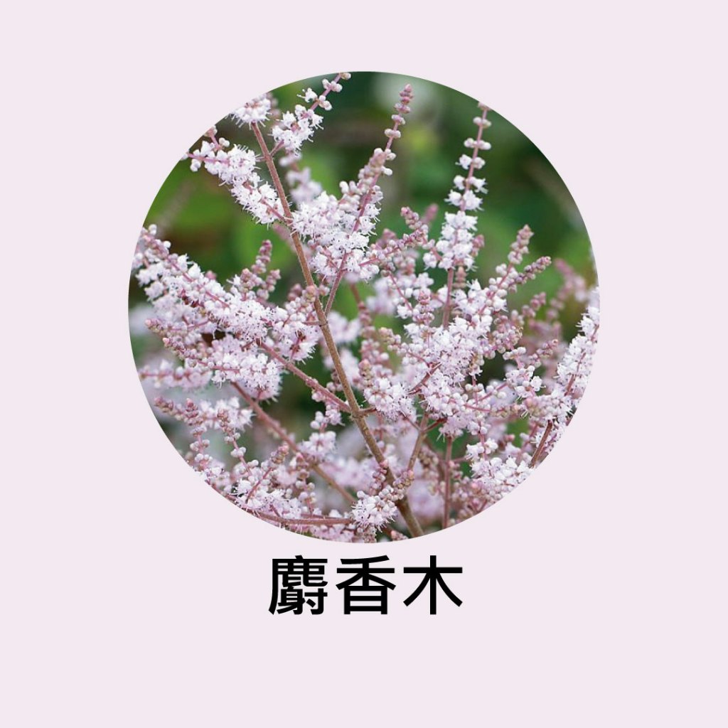 [碧路蘭旅]麝香木 3吋盆 花卉 盆栽 茴藿香 薑香木 豆蔻木(不含花)