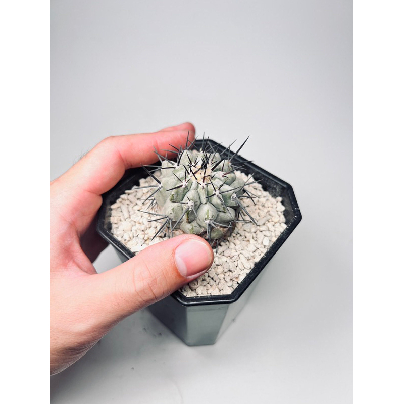 黑王丸｜Copiapoa cinerea ｜仙人掌｜奇花玉樹