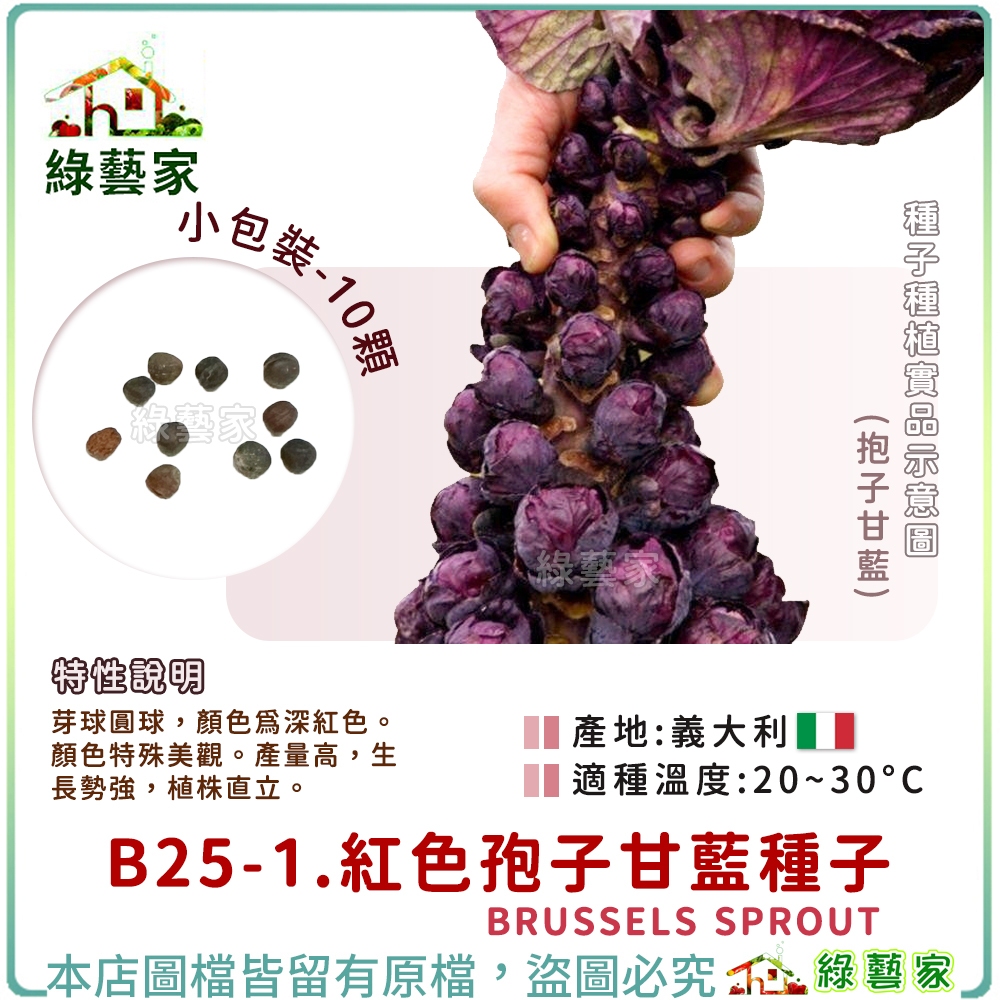 【綠藝家】B25-1.紅色孢子甘藍種子10顆(抱子甘藍)  蔬菜種子 種子 球芽甘藍 結球種子 園藝 種植