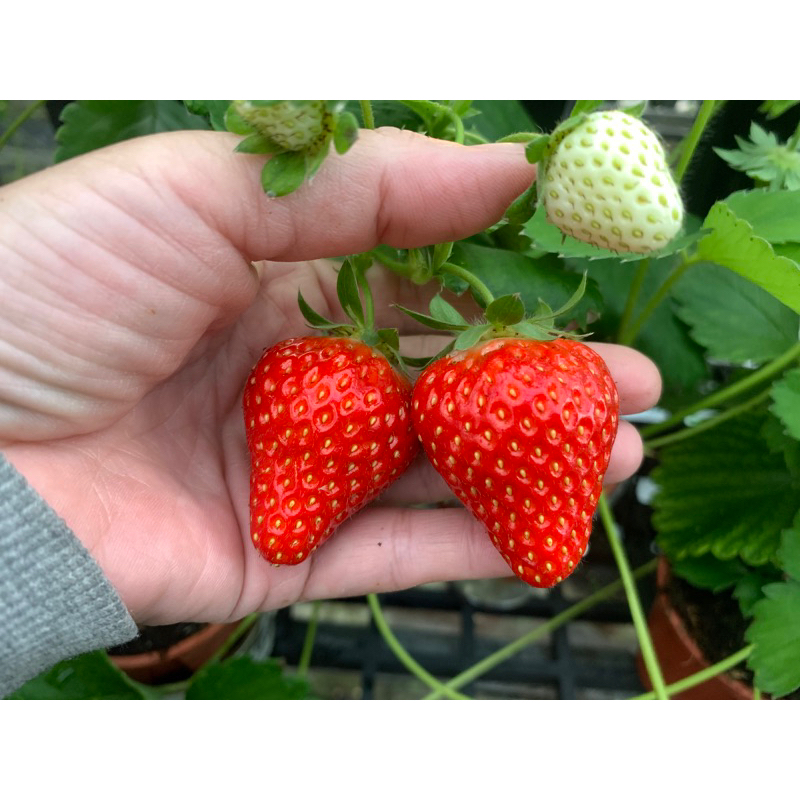自育幸香-3寸草莓苗