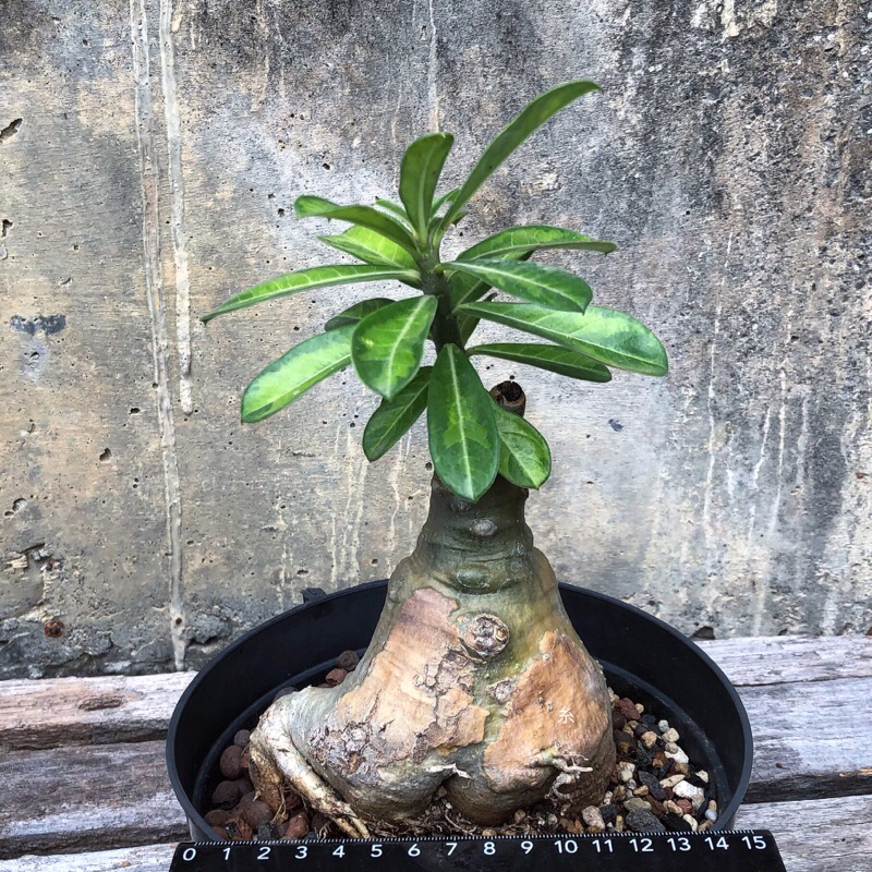 糸·嶼 / Adenium Obesum Variegata 嫁接 - 沙漠玫瑰錦 / 多肉 植物