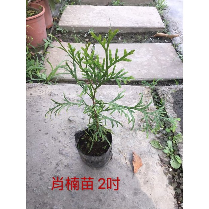 ^花草巷弄^ 3吋袋苗 // 肖楠 // 觀葉植物 // 庭園用樹 // 高級木材