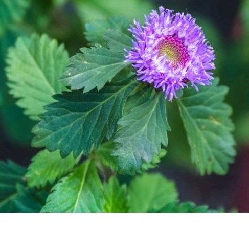 自然農耕無毒「藍冠菊花」10~15CM新鮮支條，買10送1