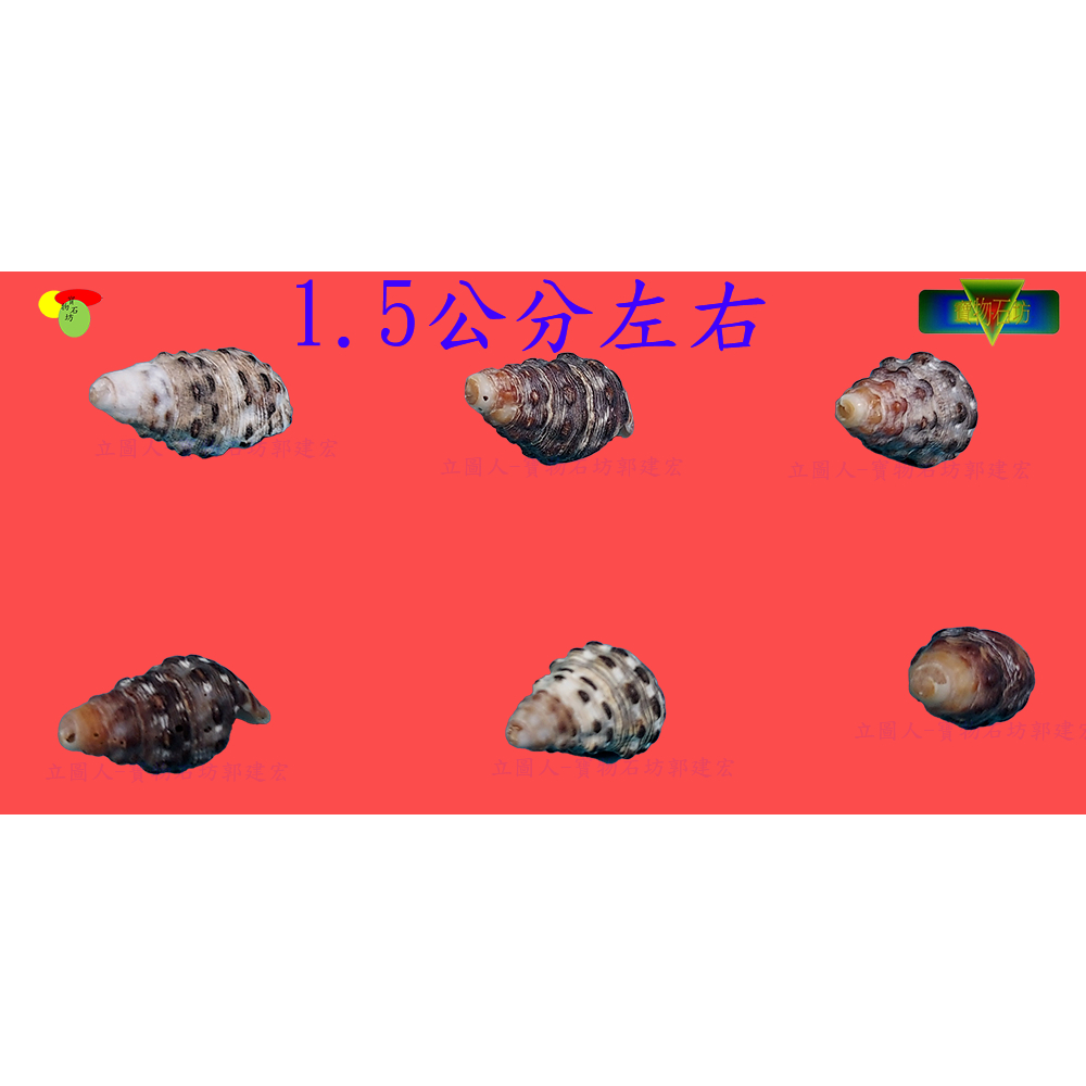 【寶物石坊】貝殼124~鐵釘螺3顆1元~沒有經過加工處理~寄居蟹換殼~魚缸造景~diy材料包＃公仔 funko pop