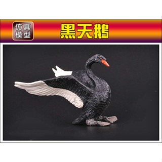 栩栩如生【黑天鵝】優質模擬模型 野生動物_新品現貨 (非papo Rebor)