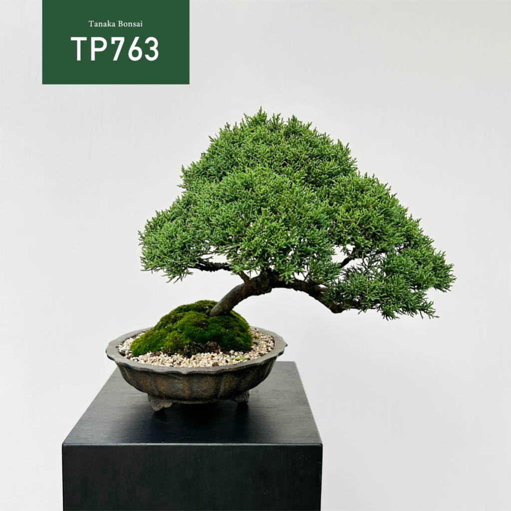 【Tanaka Bonsai】TP763 紀州真柏/鐵柏盆景 ｜松柏盆栽