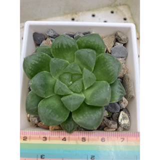 多肉植物,百合科/十二之卷/阿福科,瑪琳無錦苗(側芽)(星夢園出品百合)
