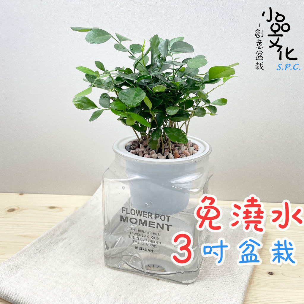 【小品文化】七里香【現貨】3吋糖果免澆水盆栽 懶人盆栽 觀葉植物 室內植物 自動吸水 創意花盆 居家辦公盆花