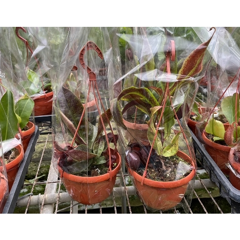 一禪種苗園-比較少見的品種&lt;蘋果豬籠草&gt;食蟲植物-5吋盆/ANNY