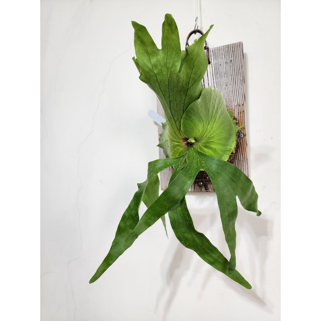 上板植物 一鹿一拍 爪哇產區寬葉皇冠鹿角蕨 Platycerium coronarium  網紅植物 玫瑰蕨士