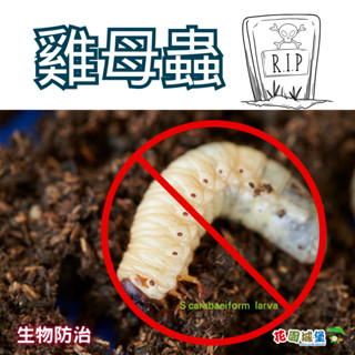 現貨 雞母蟲剋星 聯發生技 黑美菌 黑殭菌 菜蟲 金針蟲 蝗蟲 黑肚蟲 管仔蟲 吊絲蟲 青蟲 【花園城堡】