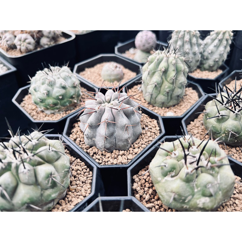 黑王丸｜Copiapoa cinerea ｜仙人掌｜奇花玉樹