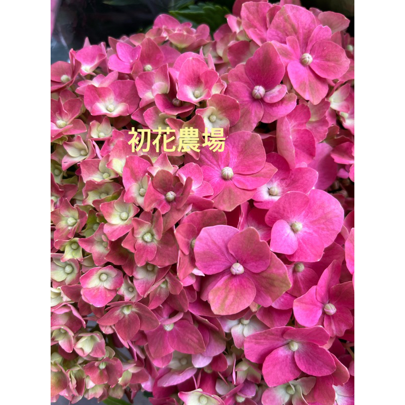 初花農場2店|繡球花|紅/三河千鳥/櫻花之舞/女兒節/音樂紫/夢娜麗莎/｜3～6寸盆|室外植物｜觀花植物｜