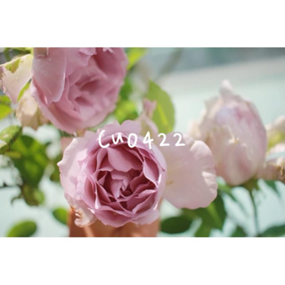 玫瑰花🌹有香味.河本天使系列.路西法樹玫瑰🌹使用玫瑰專用土.天使路西法玫瑰