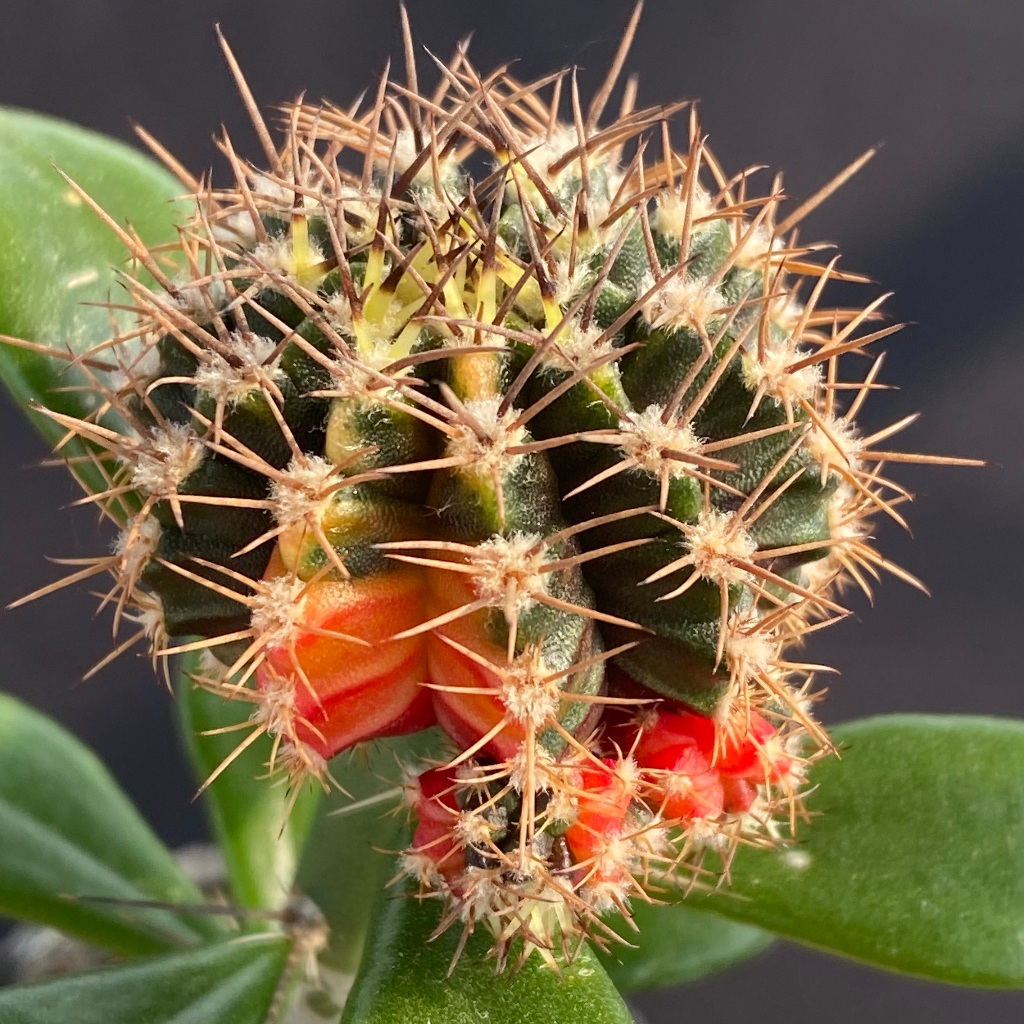 🌵Gymnocalycium屬 仙人掌｜緋牡丹(亮色系列)｜木麒麟嫁接組合