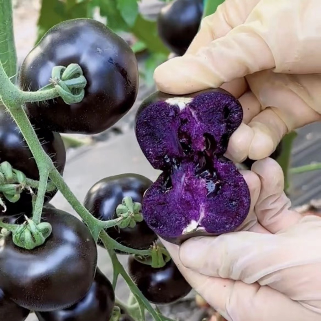 紫番茄種子 高產蔬菜種子陽台盆栽蔬菜 四季種植巧克力番茄陽台盆栽蔬菜籽