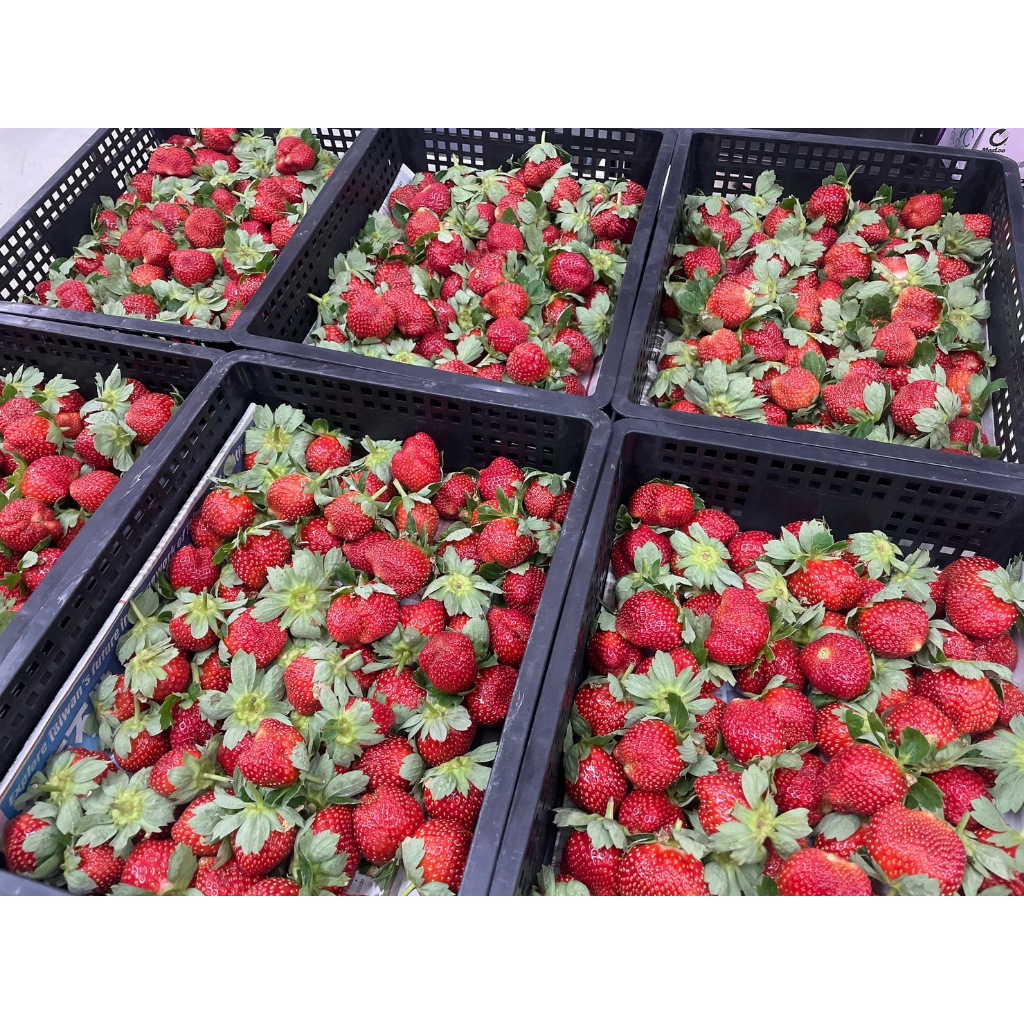台灣大湖草莓-日系草莓
