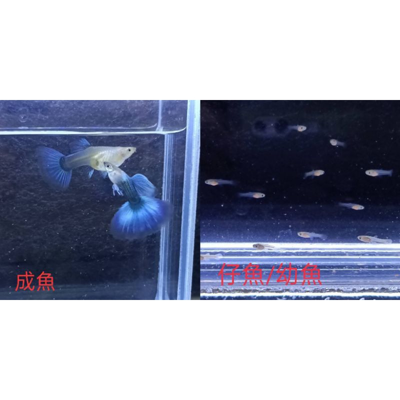 魚~~藍尾禮服孔雀魚-仔魚/幼魚