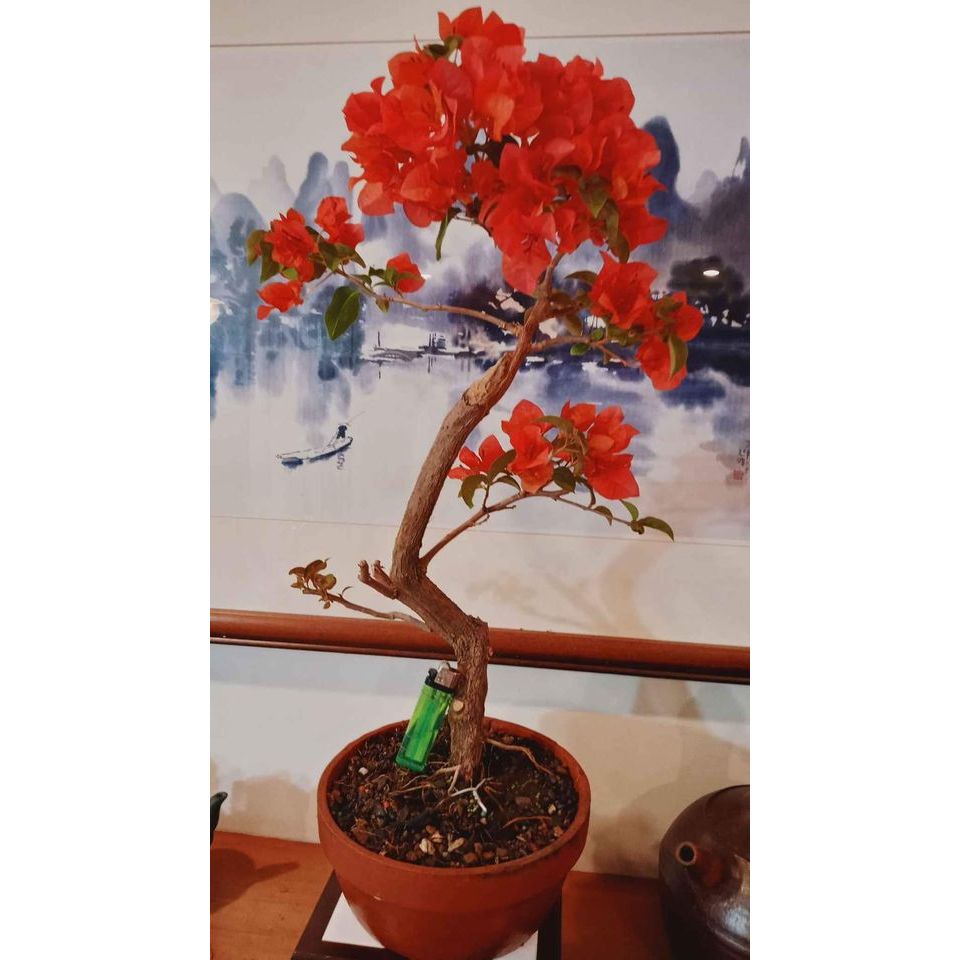 259G-辣椒紅文人樹型「台灣土種九重葛」極品盆栽（爆花中）