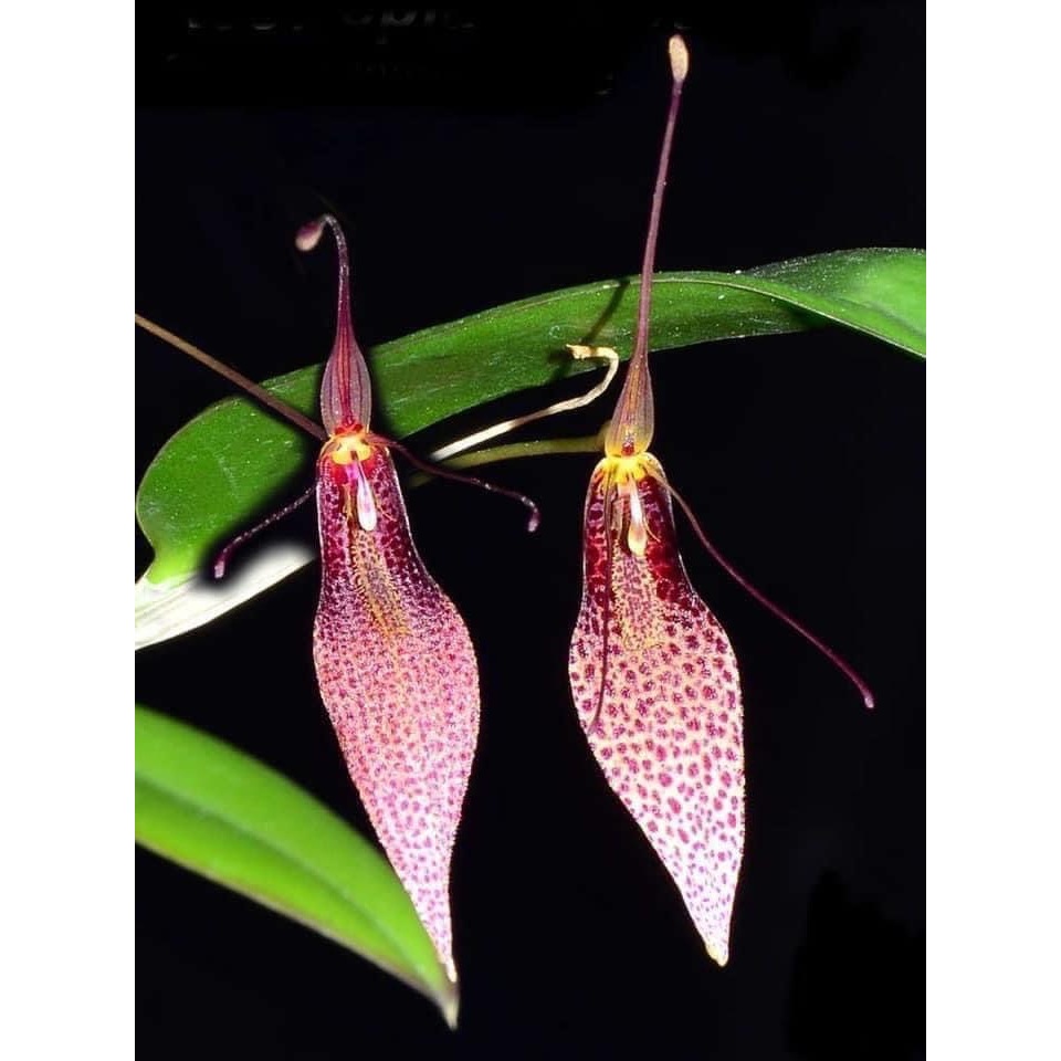 噢葉design "Restrepia dodsonii 甲蟲蘭(南美進口)"  蘭花、塊根植物、圓葉花燭、蔓綠絨