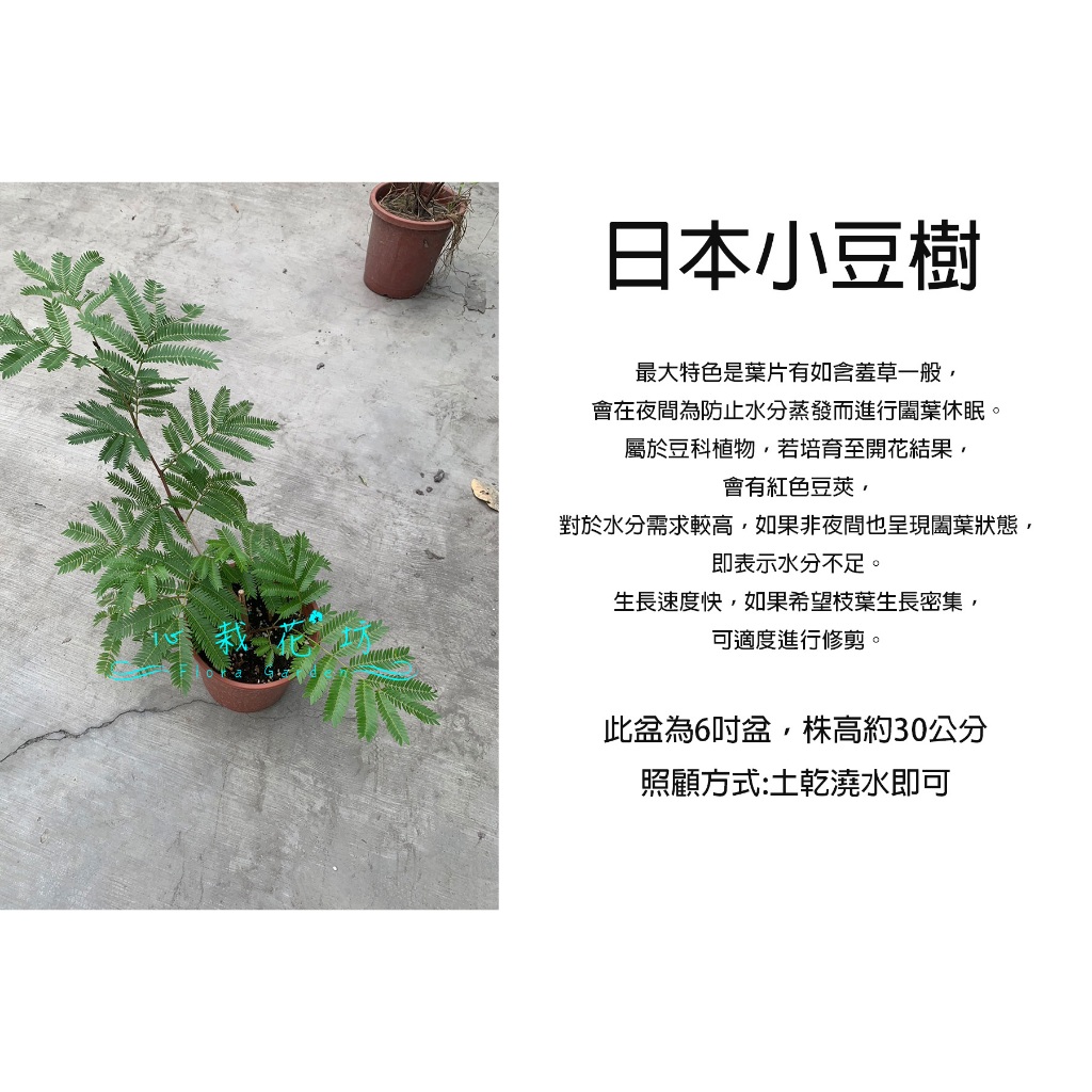 心栽花坊-雞髯豆/含羞樹/小豆樹/日本小豆樹/密葉猴耳環/6吋/觀葉植物/室內植物/綠化植物/售價700特價600
