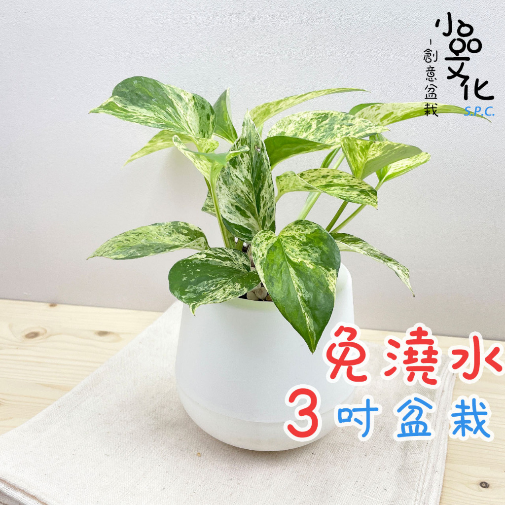 【小品文化】雪花葛【現貨】3吋雪胖免澆水盆栽 懶人盆栽 觀葉植物 室內植物 自動吸水 創意花盆 居家辦公盆花