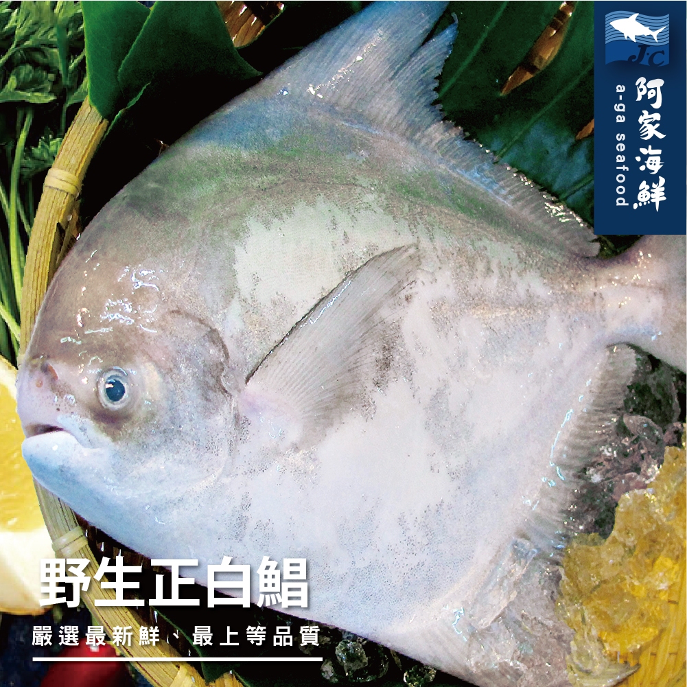 【阿家海鮮】野生大白鯧 450g±10%/隻－已三去處理（去鱗、去鰓、去內臟）