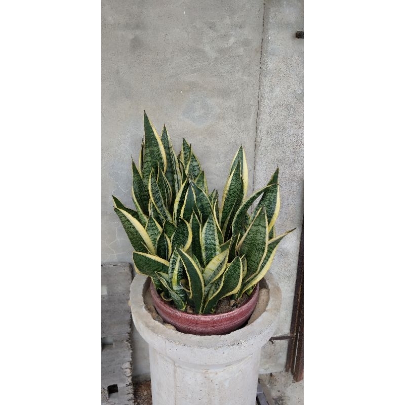 虎尾蘭綠植室內植物淨化空氣