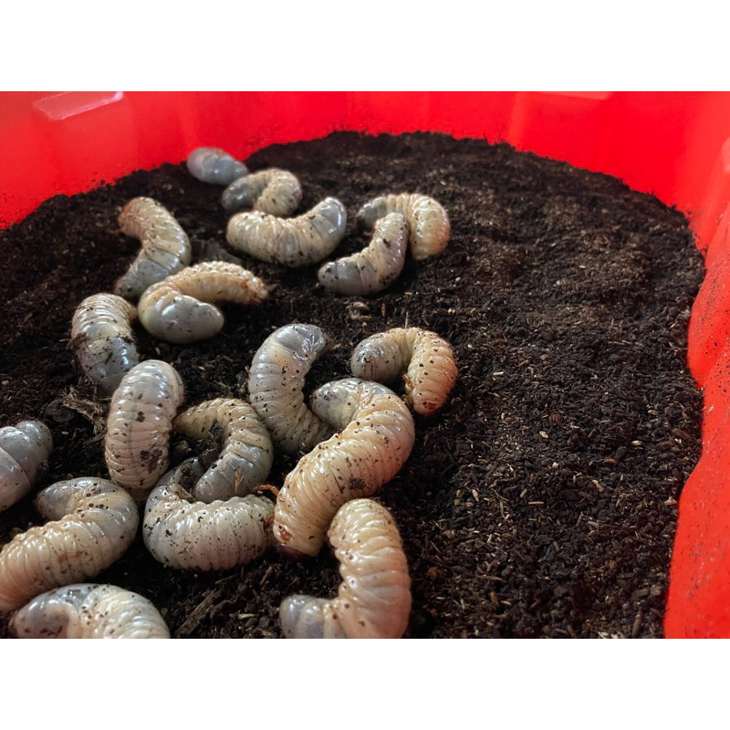 獨角仙幼蟲飼料土 腐植土 雞母蟲飼料土 種菜種花 培養土