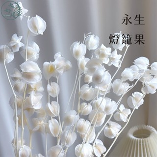 大好屋 現貨 永生燈籠果 大束風鈴果 炮仔草 啵啵果 永生果實 不凋花 花盅配件 手作花材 DIY手做 手工花 居家裝飾