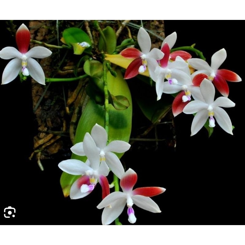 phal tetraspis C1鐵爪蝴蝶蘭／續花性／經典老個體／2.5吋