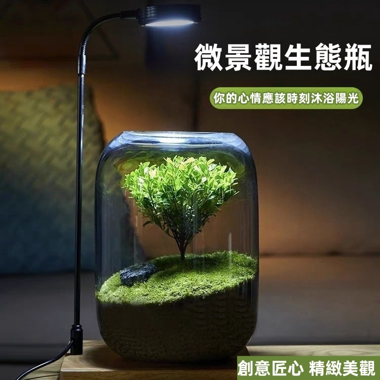 【精選熱賣】生命之樹真植物懶人苔蘚微景觀送禮辦公室養魚盆栽宿舍植物生態瓶