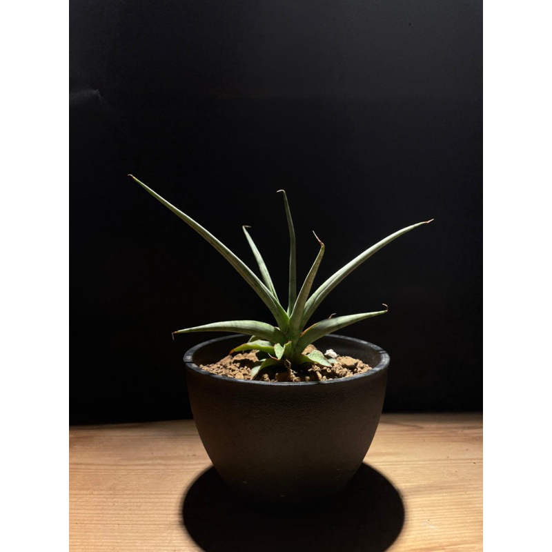 販售株：【 白火焰虎尾蘭 】