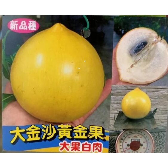 ☆東霖園藝☆╮黃金果苗--大金沙黃金果--屬大果黃金果.果實達斤上.白肉品種