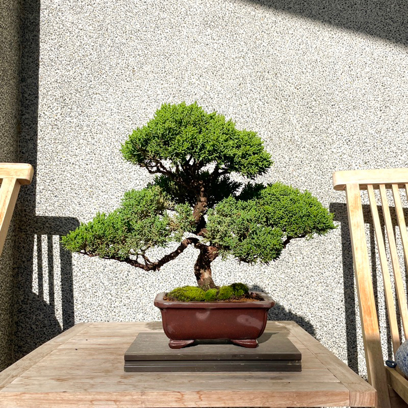 盆栽 糸魚川真柏 小品盆栽（亦盆栽」糸魚川真柏 小品盆栽（亦盆栽 