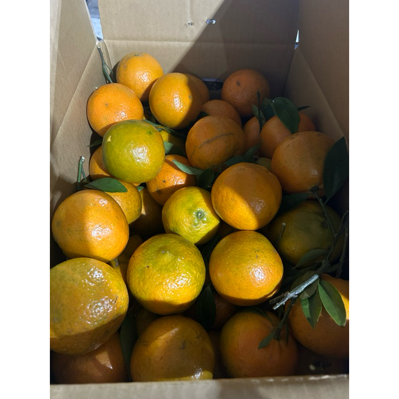 （現貨）海梨柑一箱15公斤裝