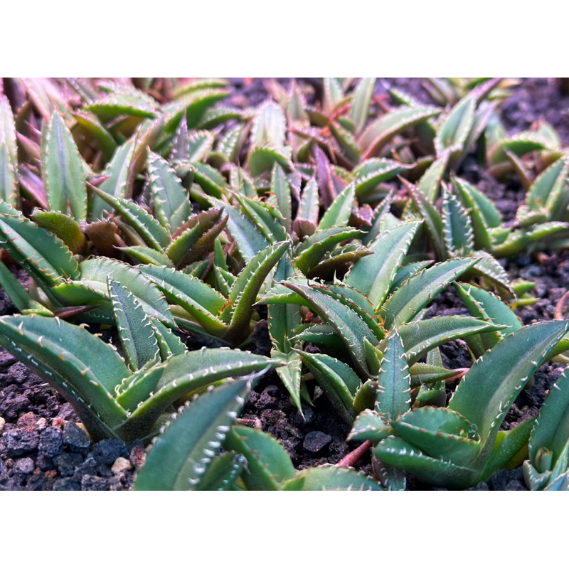 綠皮嚴龍種子 新鮮種子 組合包 龍舌蘭 實生 Agave oteroi Fo-076嚴龍 甲蟹 塊根植物 多肉植物