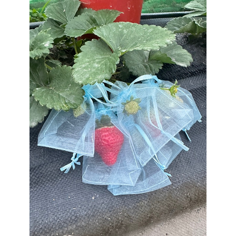 黑鑽-草莓-草莓苗-走莖苗-2.5寸黑軟盆