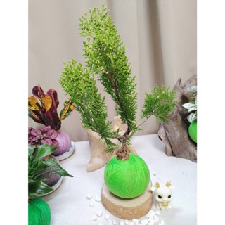 《Kamata🌈》苔球☘️黃金扁柏(原木底盆)苔球☘️側柏 日本扁柏 長青翠綠 常綠灌木 手作苔球 居家小品 桌上型苔球
