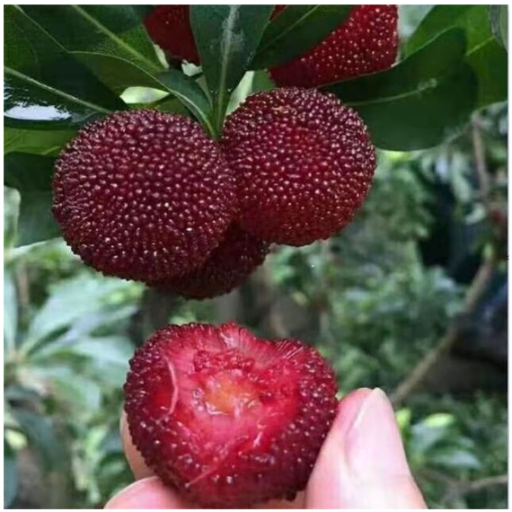 ✨✨【楊梅種子】四季種植水果種子 庭院果園種植果樹種子酸甜開胃
