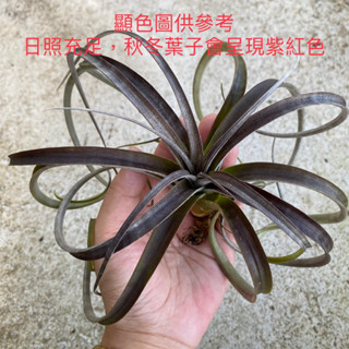 噴泉X哈里斯 T. exserta x harrisii 空氣鳳梨