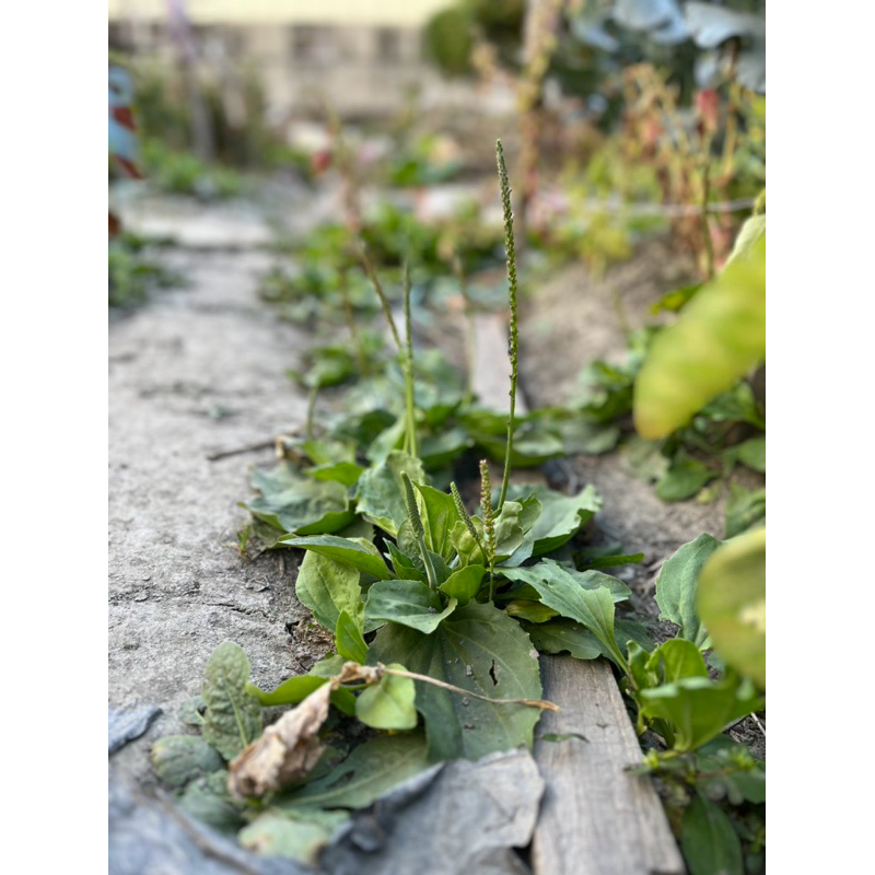 車前草寵物草寵物點心馬齒莧構樹葉地瓜葉野莧菜