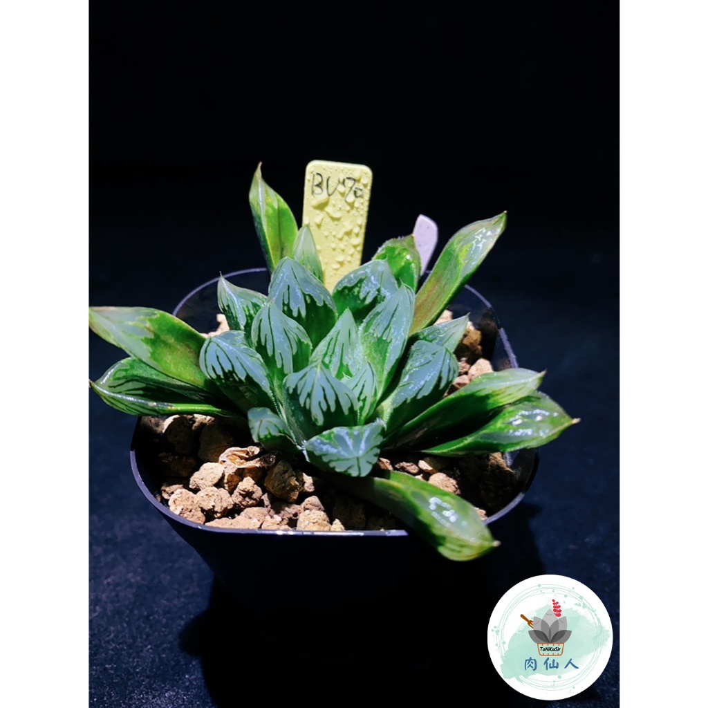 綠太線_玉露_新手必收_阿福花科🔹Haworthia Cooperi 🌵肉仙人